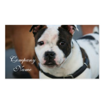 Staffordshire bull terrier modelos cartao de visita