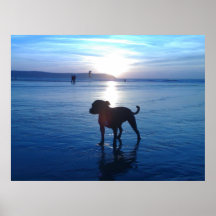 Staffordshire bull terrier poster