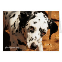 Sting: Intensidade na ação Cartão