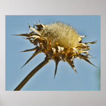 Sun cozeu posters