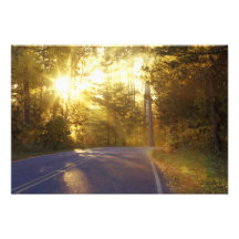 Sun estoura através da floresta na estrada em fotos