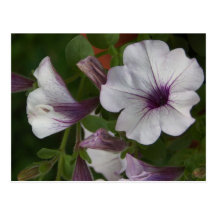 Supertunia 2 cartão postal