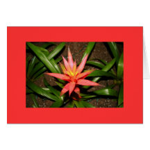 Surpresa cor-de-rosa da flor cartao