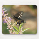 Swallowtail preto em puro mouse pad