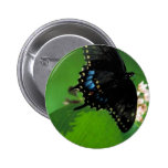 Swallowtail preto na bergamota selvagem boton