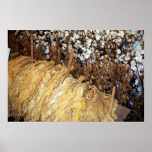 Tabaco e algodão pôsteres