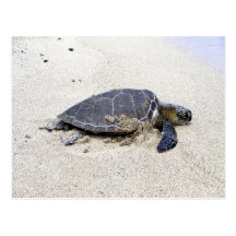 Tartaruga de mar no cartão da praia cartao postal