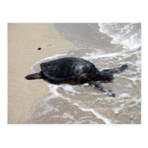 Tartaruga de mar no cartão da praia cartao postal