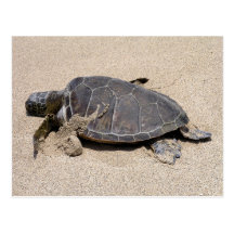 Tartaruga de mar no cartão da praia cartões postais