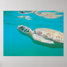 Tartaruga de mar posters