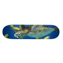 Tartaruga de mar verde skate