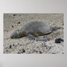 Tartaruga em uma praia havaiana posters
