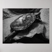 TARTARUGA POSTERS