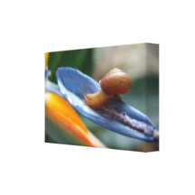 Tempo do petisco do caracol em canvas impressão de canvas esticada