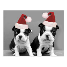 Terrier de Boston do Natal Cartoes Postais
