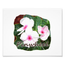 Texto roxo de w das flores de Pinwheel do poster Impressão Fotográfica