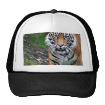 Tigre Boné
