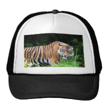 Tigre Bones