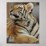 Tigre Cub de Amur Poster