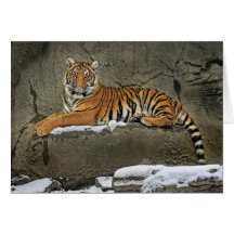 Tigre Cub Statuesque Cartões