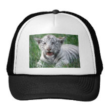Tigre do branco do bebê bonés