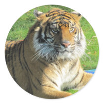 tigre, jardim zoológico, gatos grandes, gato grand adesivos