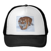 Tigre no calote polar bones