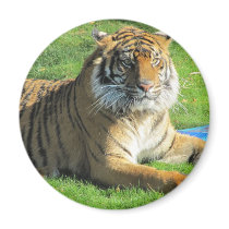 tigre no jardim zoológico ímãs