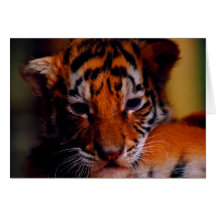 Tigre vazio Cub do cartão