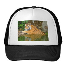 Tigris na água bone