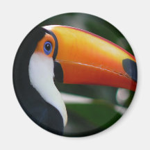 Toco_toucan_Parque_das_Aves Imãs