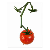 Tomate da videira cartao postal