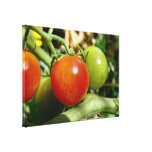 Tomates de cereja maduros impressão de canvas esticadas