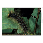 Traça aciganada Caterpillar Cartoes