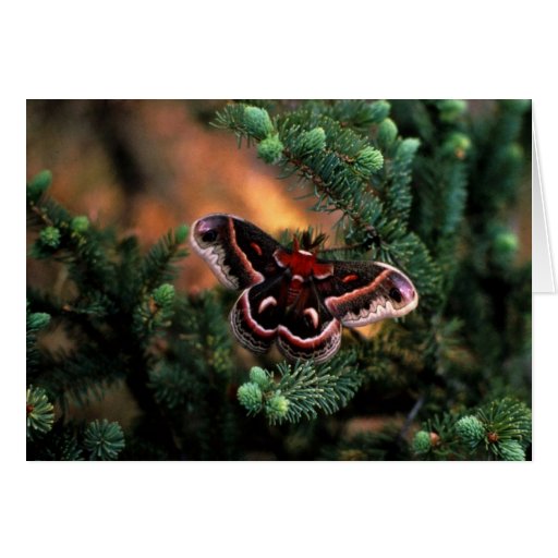 Traça de Cecropia Cartoes