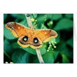 Traça de Polyphemus Cartões