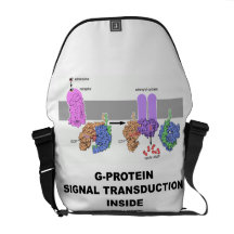 Transdução do sinal da G-Proteína para dentro Bolsas Mensageiro