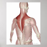 Trapezius Pôsteres