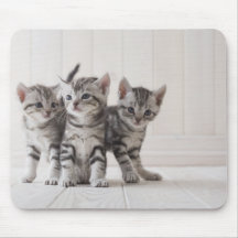Três gatinhos de Shorthair do americano Mousepad