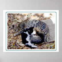 Três gatos bonitos ondularam acima adormecido poster