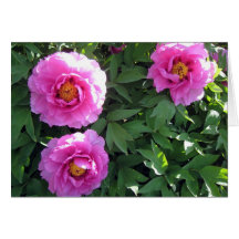 Três peônias cor-de-rosa cartao