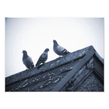 Três pombos em um telhado fotos
