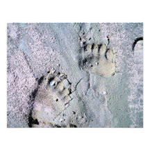 trilhas do urso convites personalizados