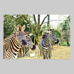 Trio da zebra pôsteres