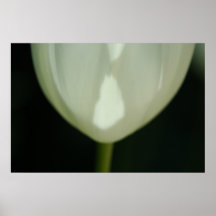 Tulipa branca com sombras impressão