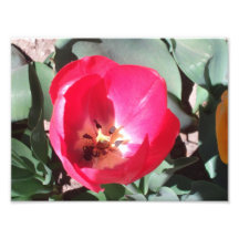 Tulipa em abril fotos