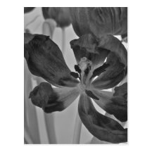 Tulipa no cartão preto e branco cartão postal