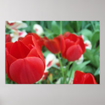 tulipa no impressão do foco