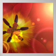 Tulipa no poster da luz solar