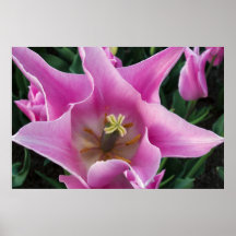 Tulipa Poster